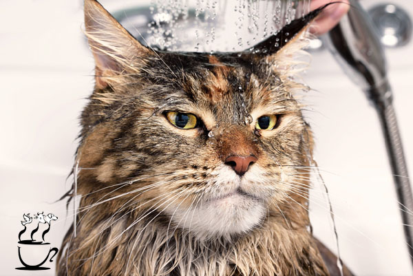 چرا گربه ها از آب متنفر هستند؟