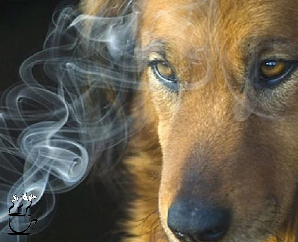 عوارض ناشی از دود سیگار در حیوانات خانگی