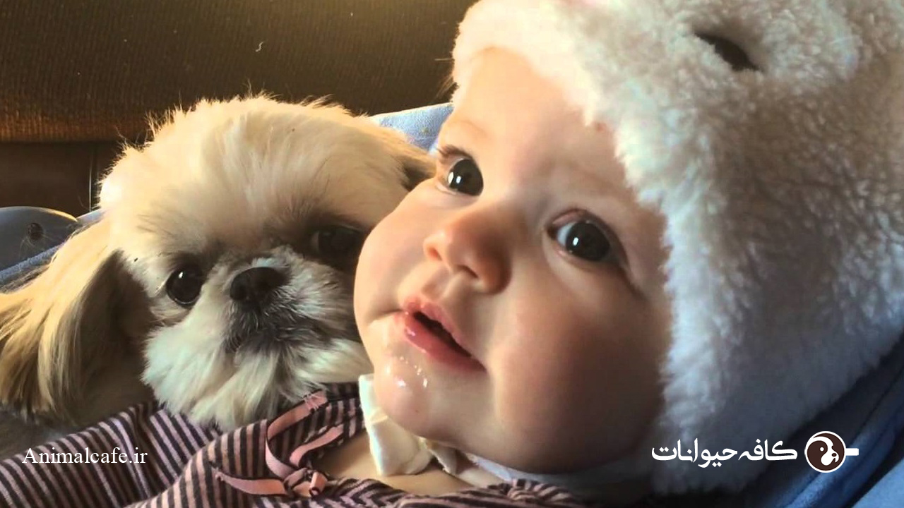 رابطه سگ شیتزو با بچه