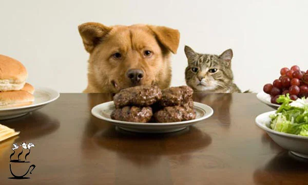 غذاهای مفید و مضر برای سگ و گربه