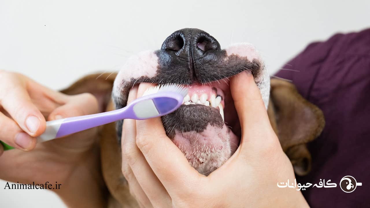 طریقه مسواک زدن دندان سگ