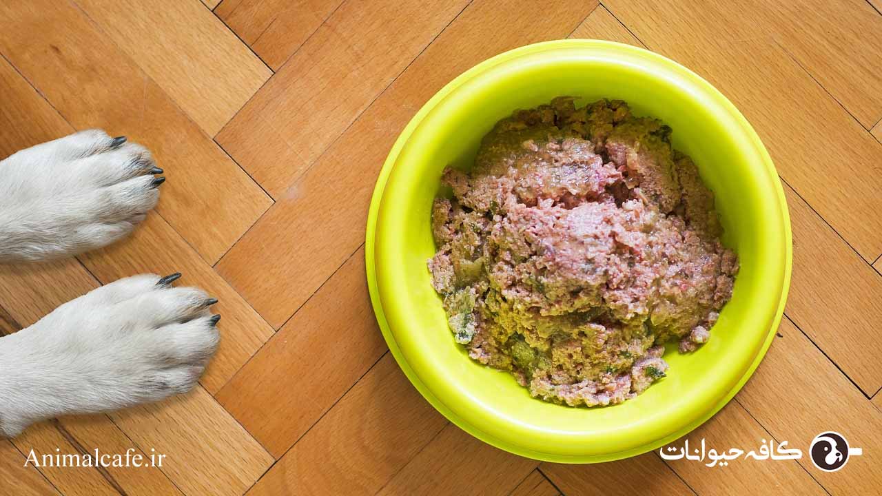 چه غذایی به سگ بدیم؟