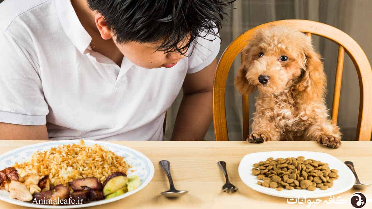 غذای سگ چیست؟