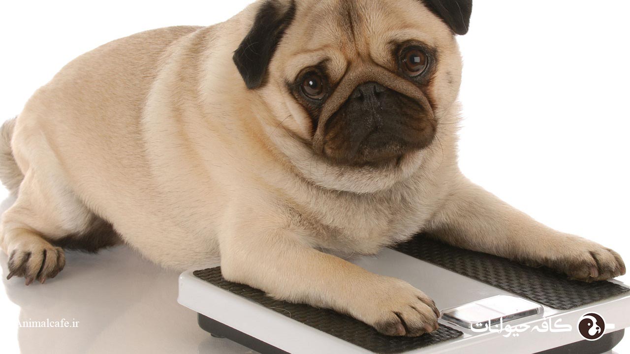 چگونه بدانیم سگ لاغر است یا چاق؟