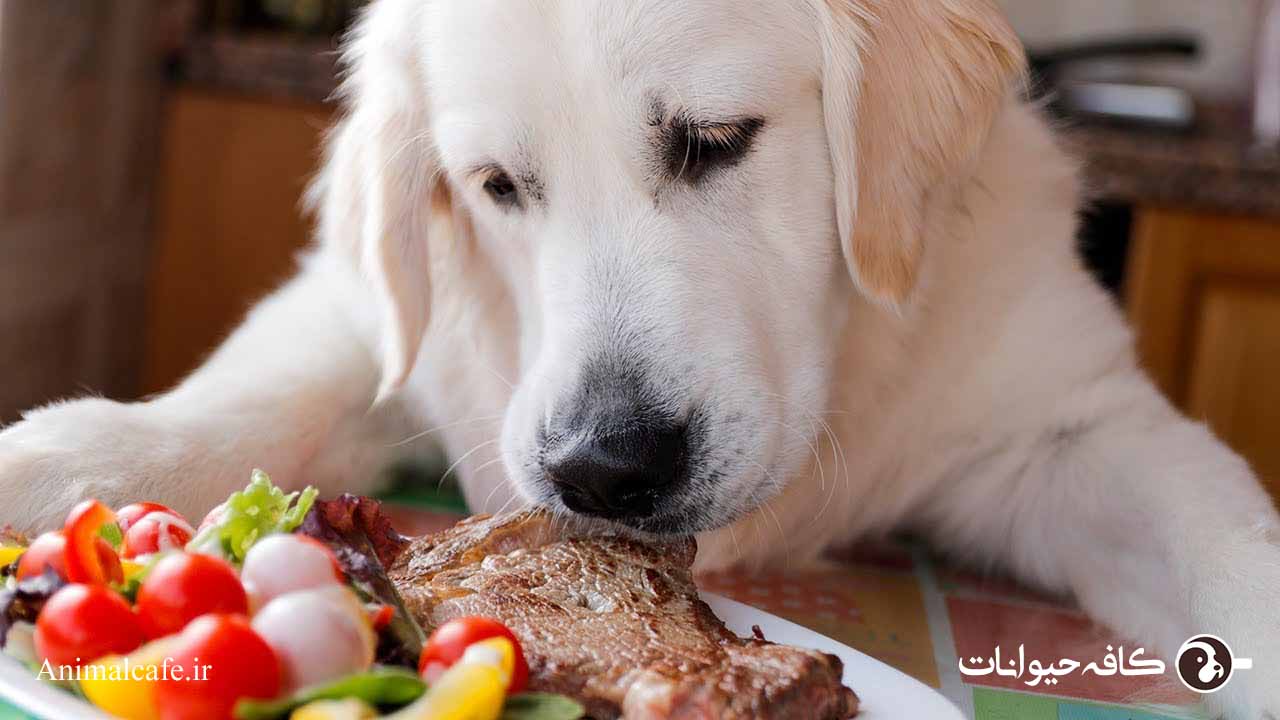 غذای سگ