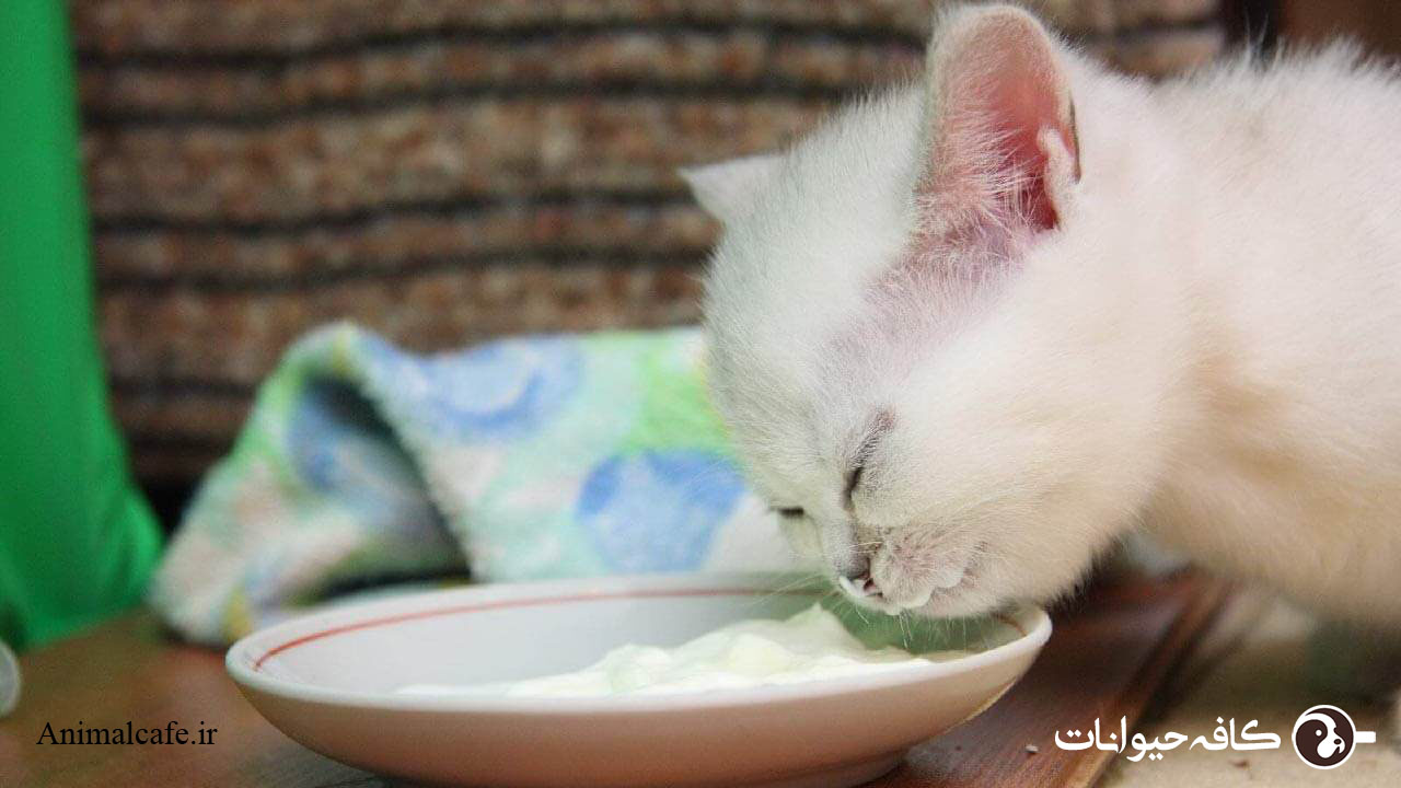 غذای بچه گربه پرشین