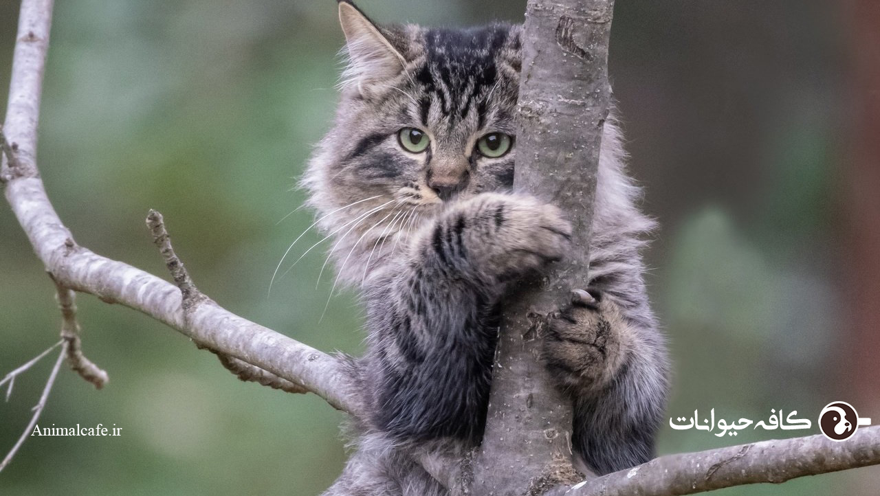 بالا رفتن گربه از درخت