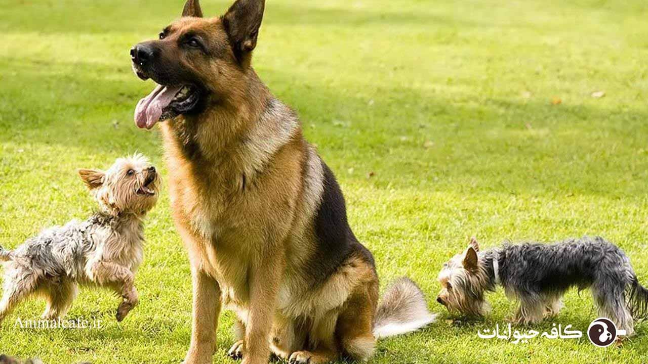 رابطه ژرمن با سایر سگها
