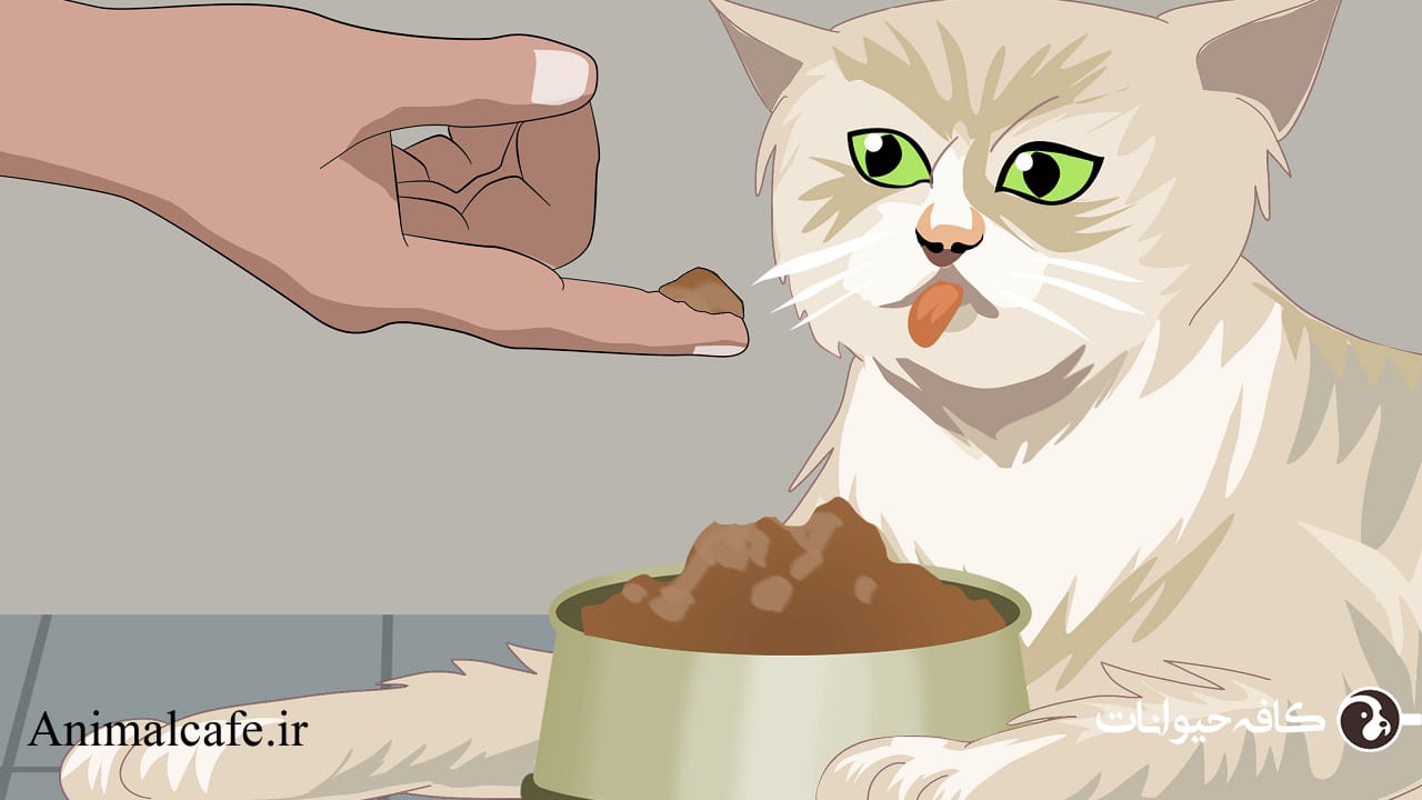 غذای گربه حساس