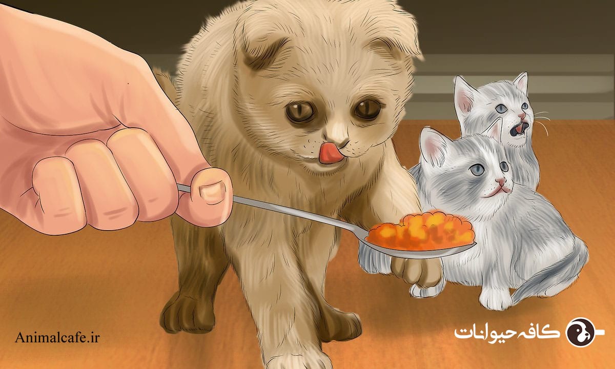 تغذیه گربه