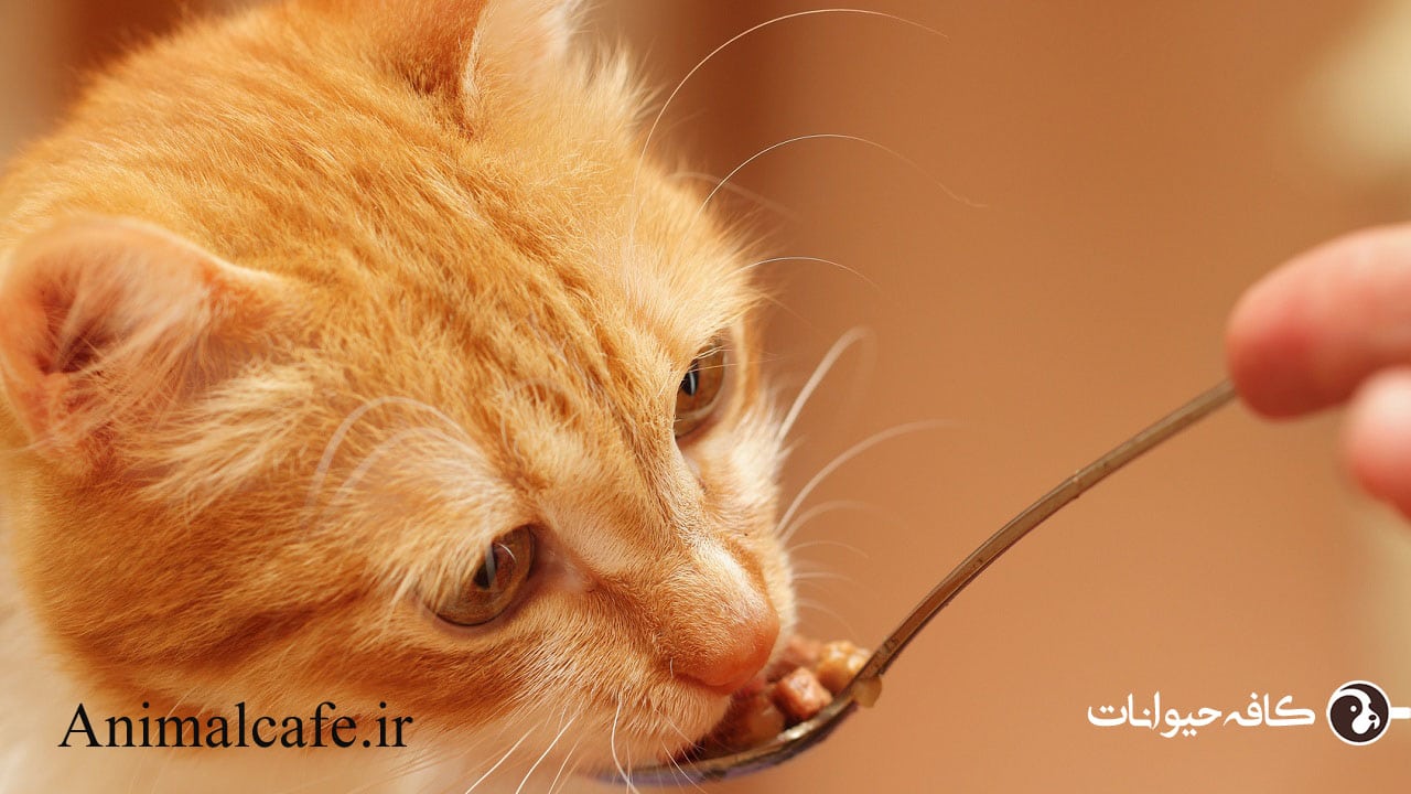 غذای رنال گربه