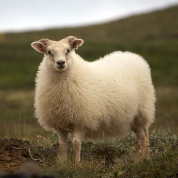دامپزشک آنلاین گاو و گوسفند